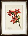 Cotton Tree Flowers, Ink and watercolor on paper